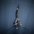 תמונת טפט כריש