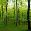 תמונת טפט יער ירוק רחב מאוד