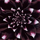 תמונת טפט פרח סגול צר