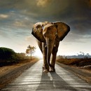 תמונת טפט פיל צועד
