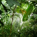 תמונת טפט צמחיית ג'ונגל